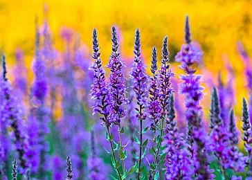 如何通过幽默让玩家了解游戏机制，《潜水员戴夫》游戏总监将在2023 CiGADC进行分享