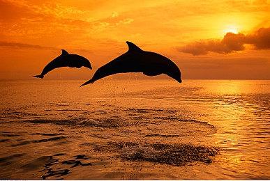 《合金装备3：重制版》首发无在线模式 后者延期到秋季